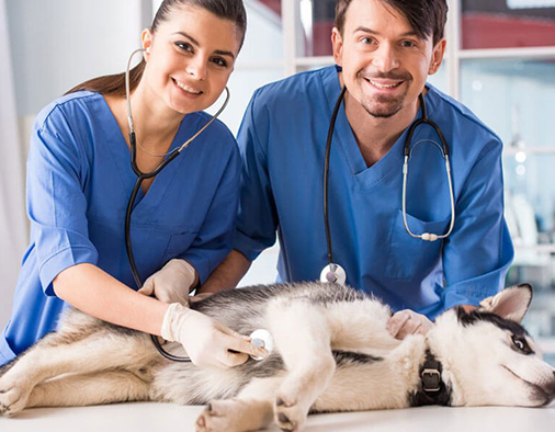Veterinary Assistant Specialist